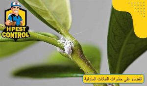 طرق القضاء على حشرات النباتات المنزلية