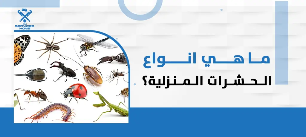 ما هي انواع الحشرات المنزلية؟