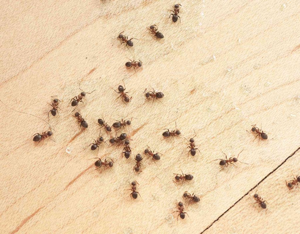 ظهور النمل في البيت بكثرة