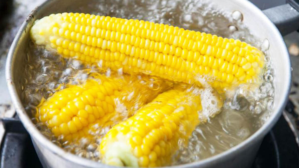 طريقة سلق الذرة الطازجة