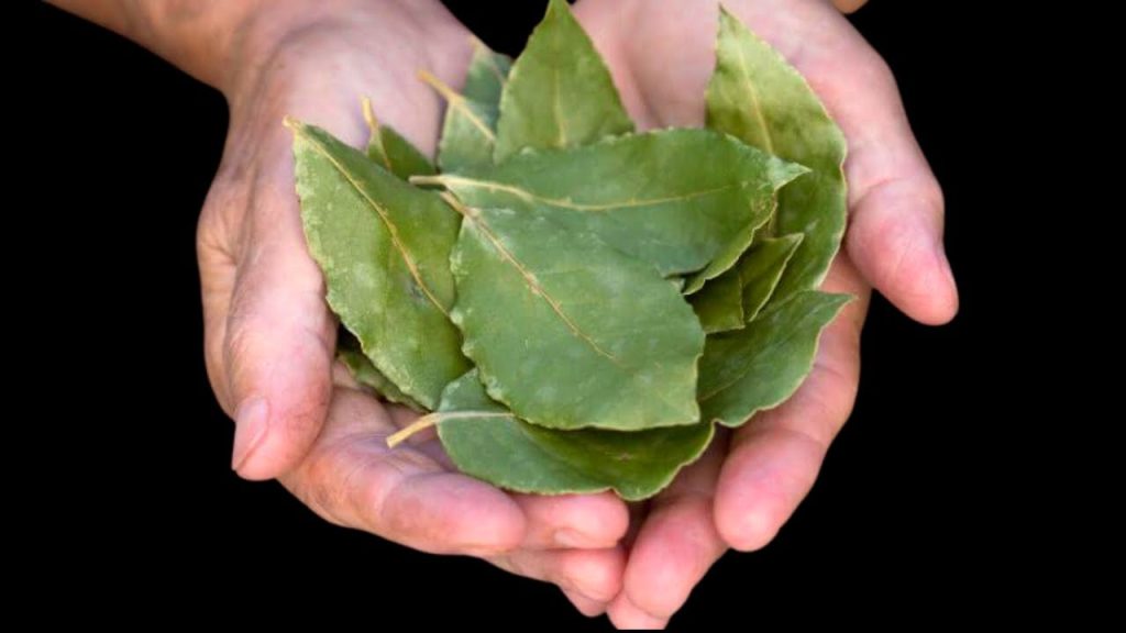طرق استخدم ورق الغار لطرد الحشرات