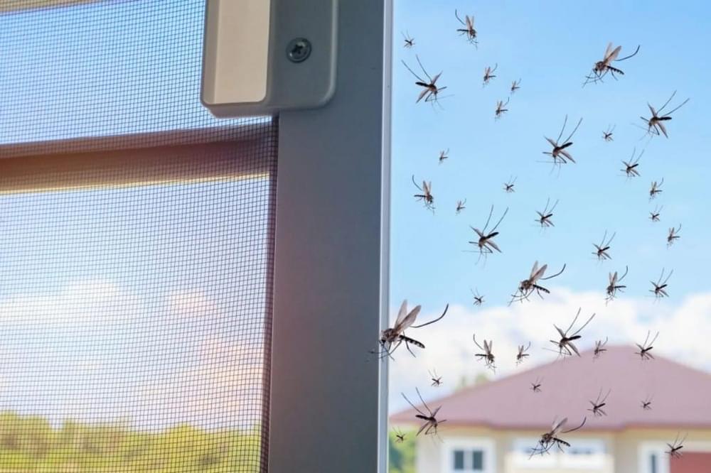 أسباب كثرة الناموس في المنزل