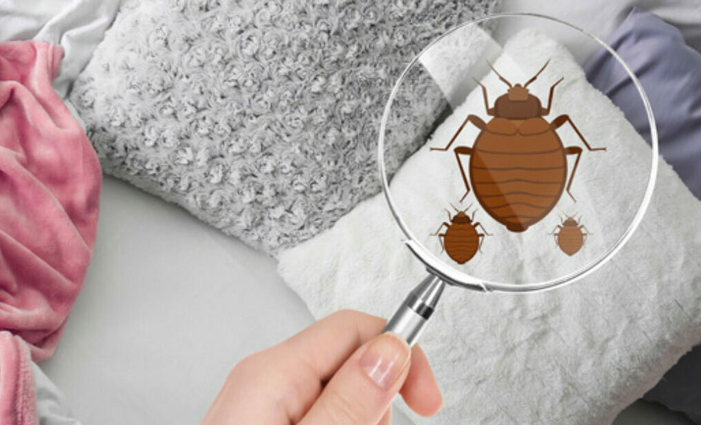 كيفية التخلص من حشرات الفراش