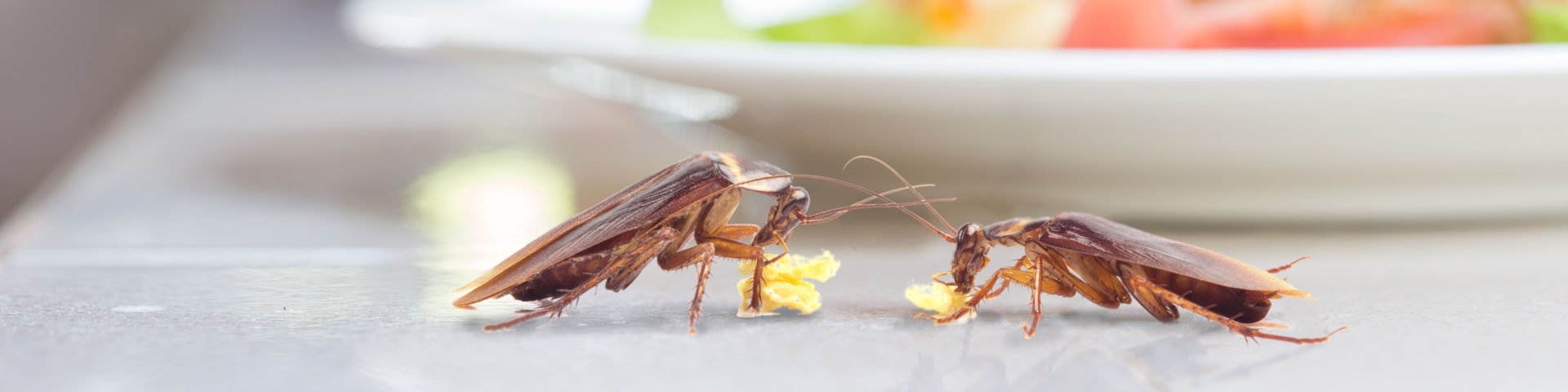 حل للصراصير الصغيرة